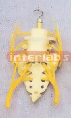 LUMBAR VERTEBRAE AND SACRUM WITH NERVES